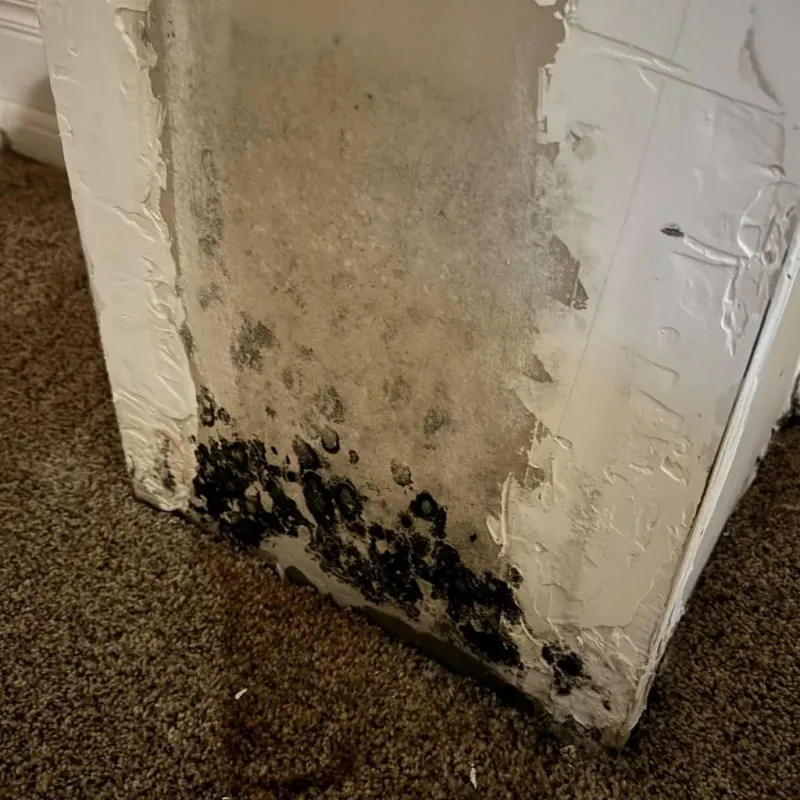 Professional Mold Removal in Goshen, OH